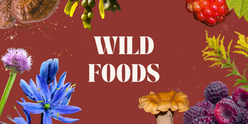 Foraging Wild Foods