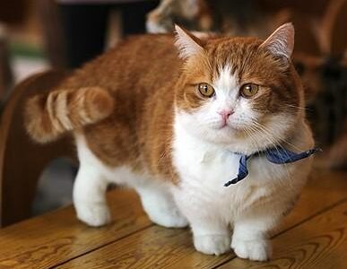 Scottish fold munchkin cat for sale