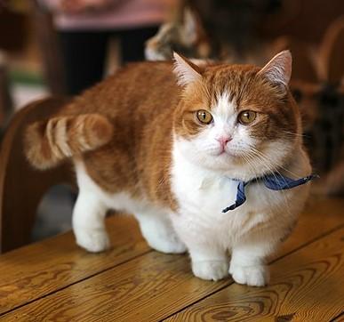 Scottish fold munchkin cat for sale