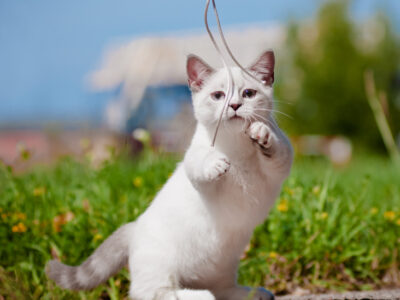 Munchkin kitten for sale