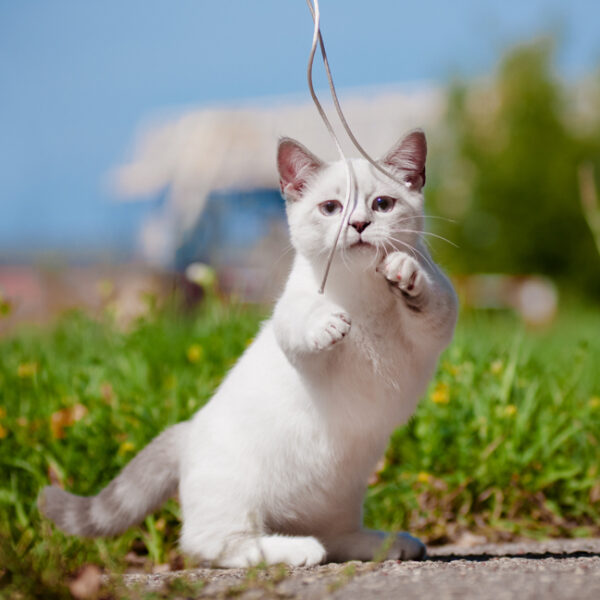 Munchkin kitten for sale