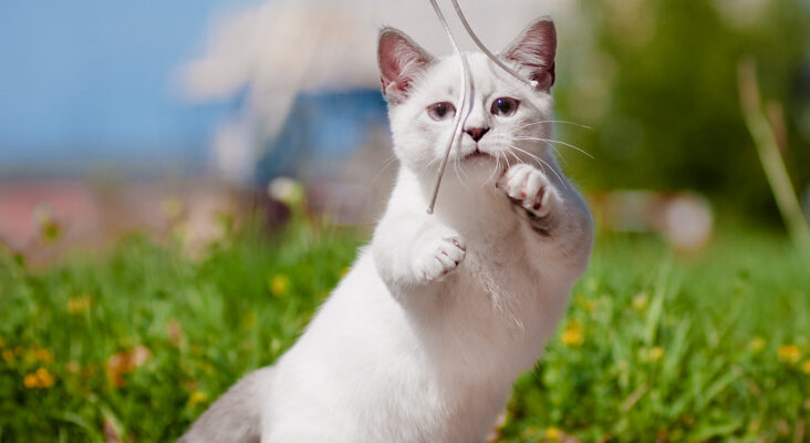 Munchkin kitten for sale