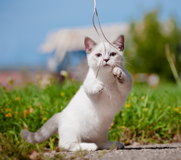 Munchkin kitten for sale